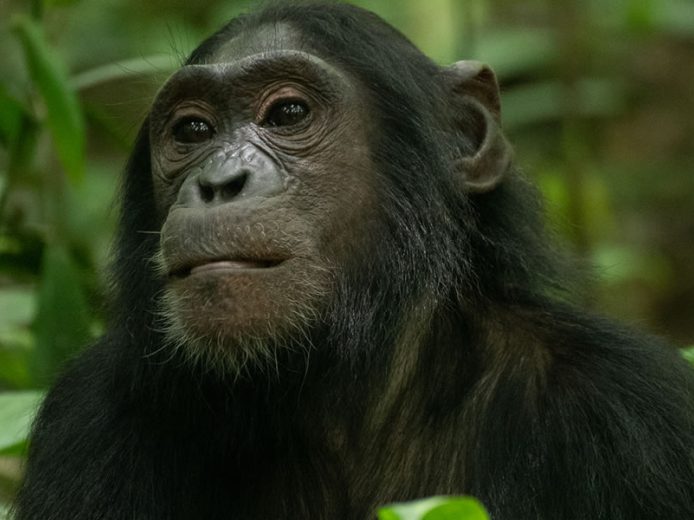 4 Day Chimpanzee Trekking Adventure in Nyungwe National Park