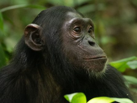 7 Day Rwanda Chimpanzee and Uganda Gorilla Trekking Safari