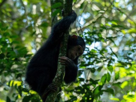 6 Day Call of the Primate Trek Adventure Safari