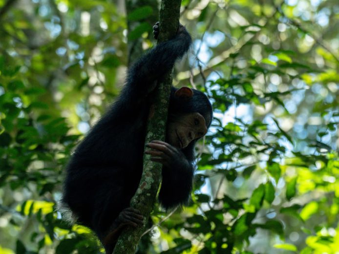 6 Day Call of the Primate Trek Adventure Safari