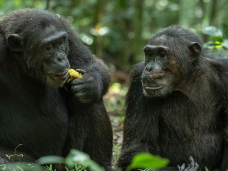 4 Day Chimpanzee Trekking Adventure in Kibale National Park