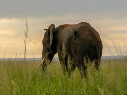 7 Day Best of Uganda Wildlife Safari, Uganda Safari
