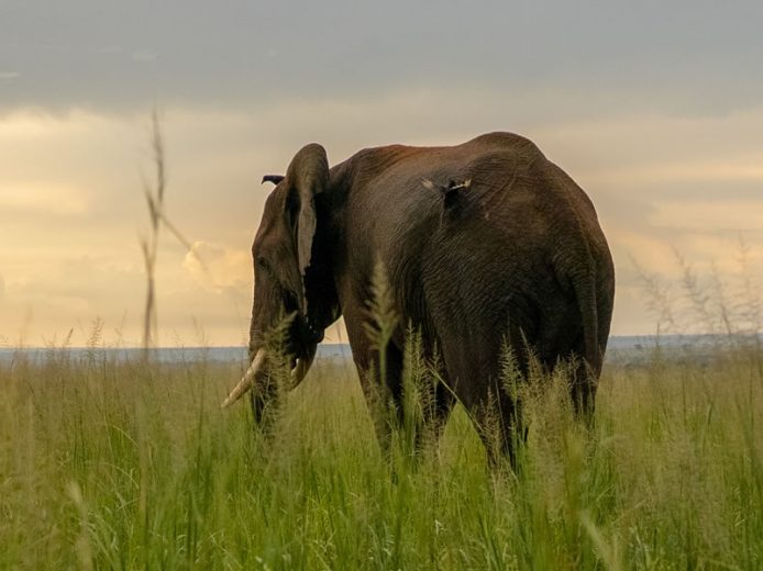 7 Day Best of Uganda Wildlife Safari, Uganda Safari