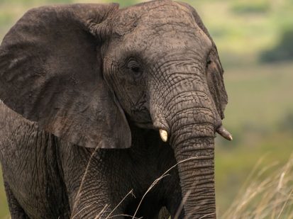 20 Day Uganda Rwanda Expedition