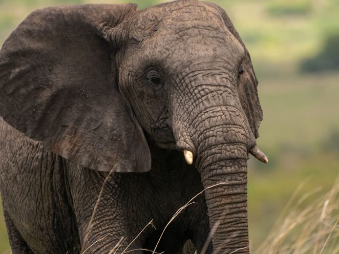 20 Day Uganda Rwanda Expedition