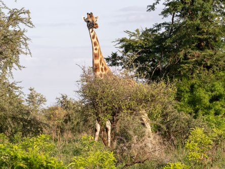 8 Day Uganda Wildlife Safaris Via Kigali