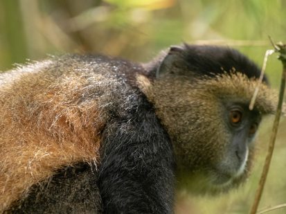 3 Day Gorilla and Golden Monkey Trekking Safari