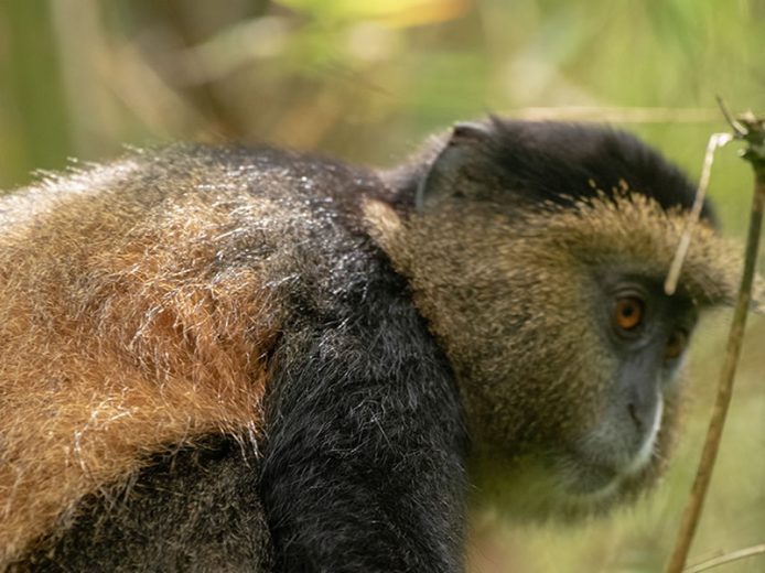 3 Day Gorilla and Golden Monkey Trekking Safari