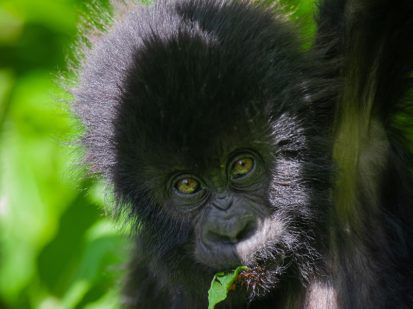 10 Day Rwanda Uganda Primate Adventure Safari, Safari with GoWild Forever Journeys
