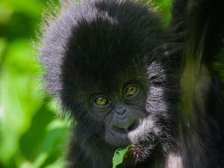 10 Day Rwanda Uganda Primate Adventure Safari, Safari with GoWild Forever Journeys