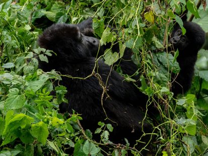 14 Day Heart of the Wild Uganda Expedition
