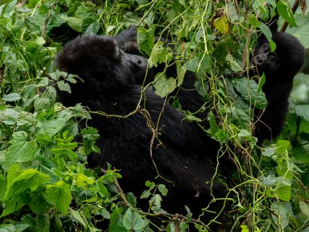 14 Day Heart of the Wild Uganda Expedition