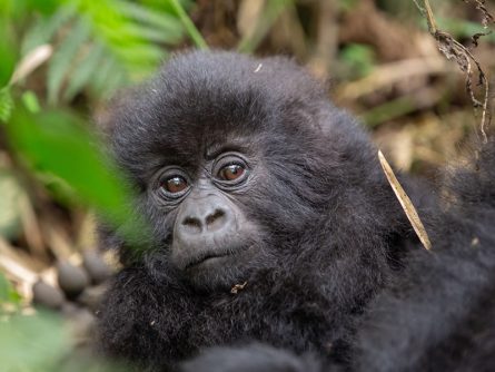 4 Day Uganda Gorilla Trekking Adventure Via Kigali, Contact Us