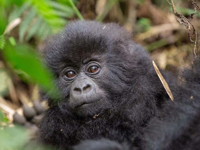 4 Day Uganda Gorilla Trekking Adventure Via Kigali, Contact Us