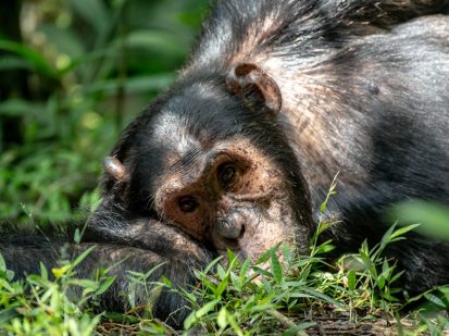 8 Day Uganda Primate Trekking Adventure