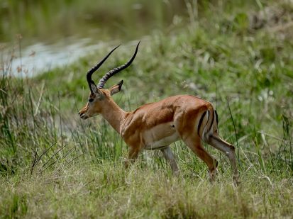 4 Day Wildlife Safari to Akagera National Park