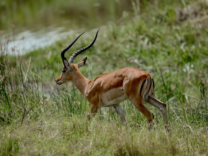 4 Day Wildlife Safari to Akagera National Park