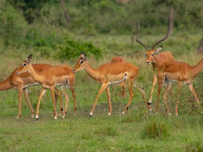7 Day Roaming with the Roars Safari in Uganda