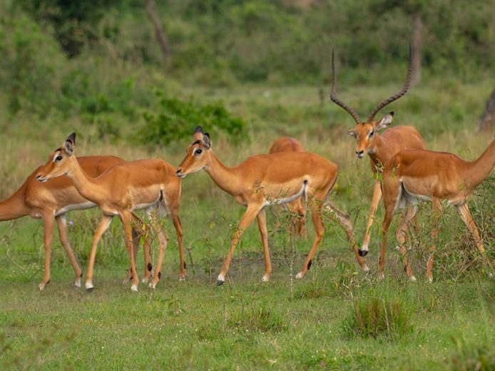 7 Day Roaming with the Roars Safari in Uganda