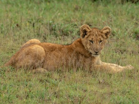 8 Day Into Nature’s Spotlight Safari