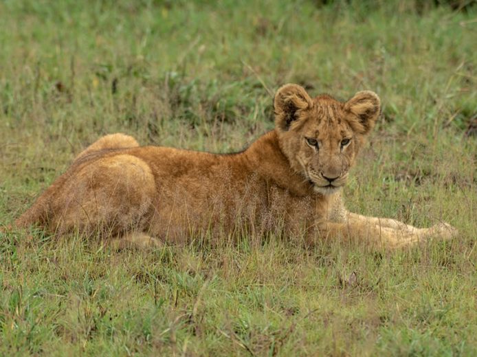 8 Day Into Nature’s Spotlight Safari