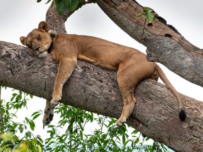 4 Day Safari in Queen Elizabeth National Park, Uganda Safaris