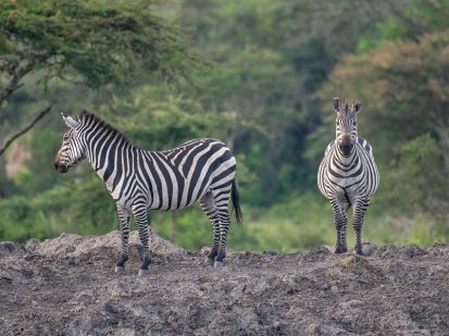 4 Day Safari to Lake Mburo National Park