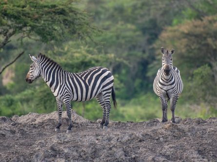 4 Day Safari to Lake Mburo National Park