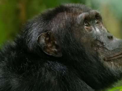 3 Day Chimpanzee Tracking Experience in Nyungwe