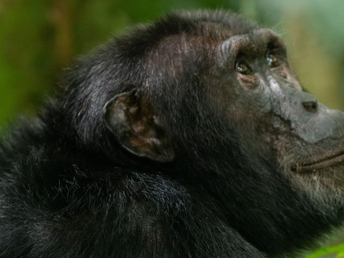 3 Day Chimpanzee Tracking Experience in Nyungwe