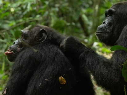 2 Day Chimpanzee Tracking Expedition in Nyungwe Forest National Park
