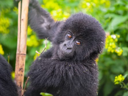 9 Day Rwanda and Uganda Gorilla Trekking Safari