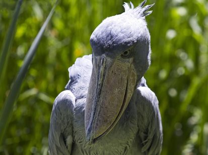 1 Day Shoebill Tracking Safari at Mabamba Swamp