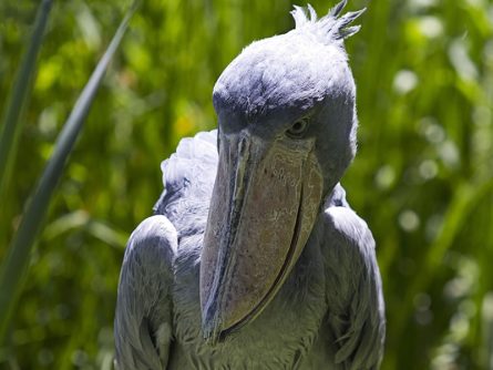 1 Day Shoebill Tracking Safari at Mabamba Swamp