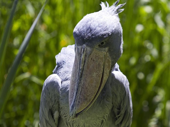 1 Day Shoebill Tracking Safari at Mabamba Swamp