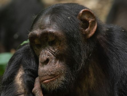 7 Day Kibale Chimpanzees and Rwanda Gorilla Trekking Safari