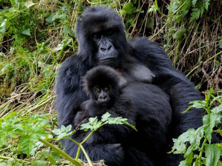 6 Day Rwanda Safari Combined with Uganda Gorilla Trekking