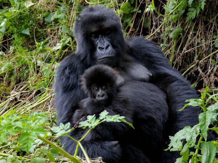 6 Day Rwanda Safari Combined with Uganda Gorilla Trekking