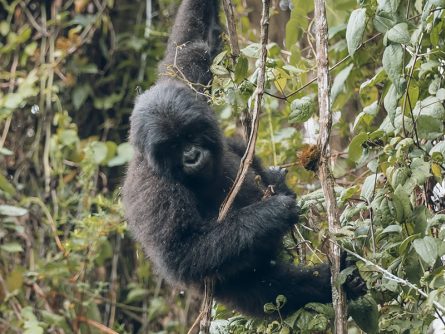 6 Days Gorilla Trekking and Wildlife Safari
