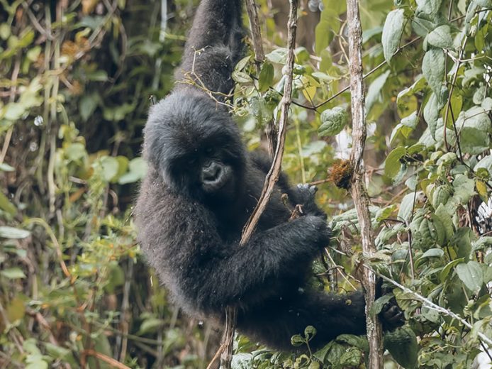 6 Days Gorilla Trekking and Wildlife Safari