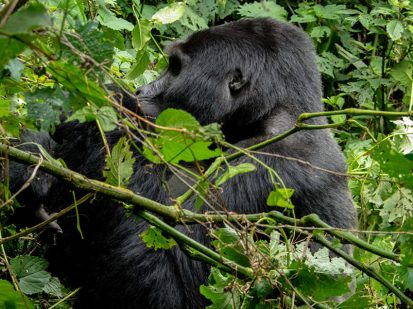 9 Day Walking on the Wild Side Adventure Safari in Uganda