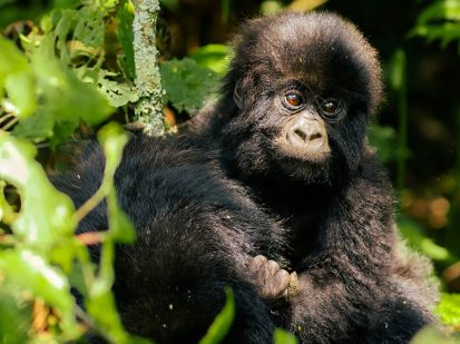 7 Day Gorilla and Chimpanzee Trekking Safari in Rwanda