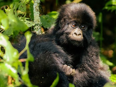 7 Day Gorilla and Chimpanzee Trekking Safari in Rwanda