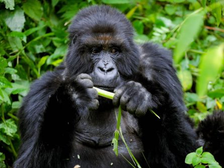 9 Day Best of Uganda and Rwanda Primate Adventure, Rwanda Uganda Combined Tours